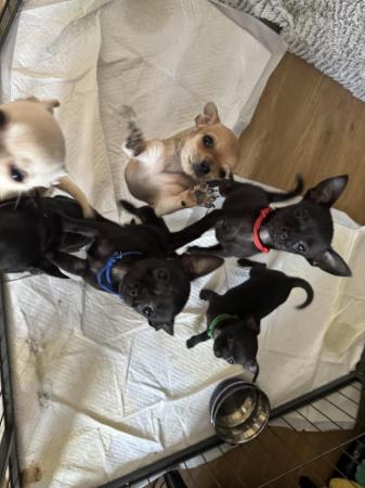 Image 6 of 5 chihuahua puppies ready to leave now!