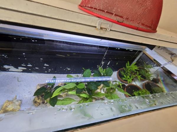 Image 4 of Aquarium fish tank full set up