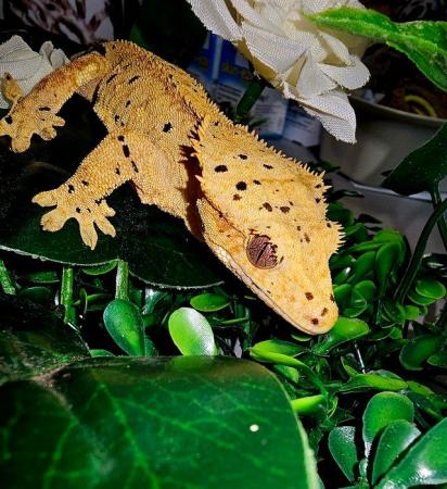 Image 7 of Cb23 Crested Geckos & Chameleon Geckos For Sale