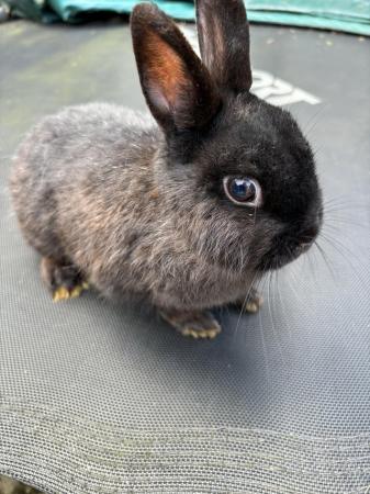 Image 8 of Male and Female Netherland Dwarf rabbits for sale