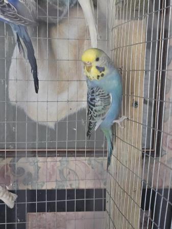 Image 4 of 6-7 month old baby budgies for sale