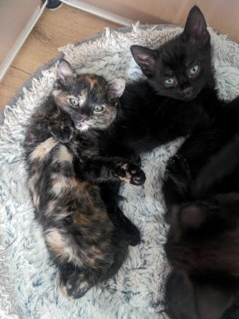 Image 8 of Kittens available to leave now