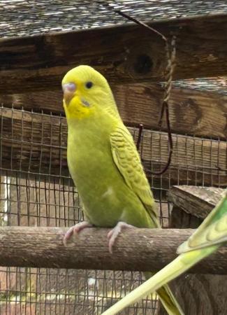Image 1 of 6 baby budgies for sale various colours