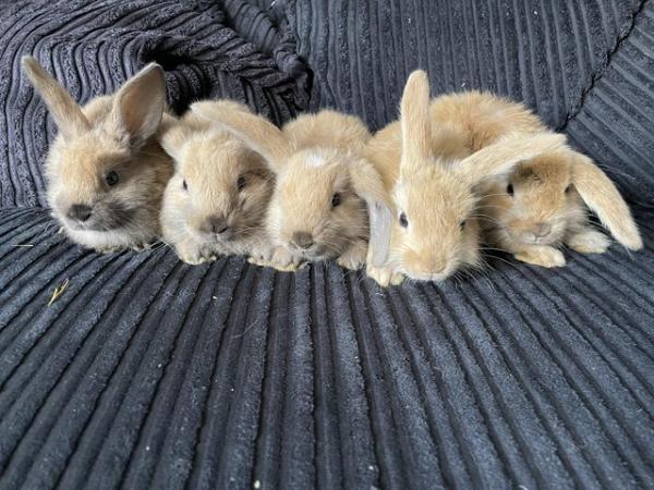 Image 1 of Beautiful mini lop type baby bunnies
