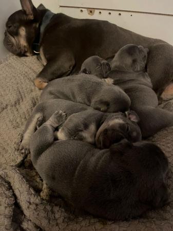 Image 2 of Frenchie bull dog pupsPictures available of mother and fat