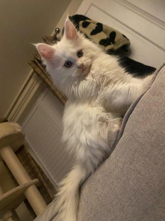 Image 4 of Pure white Maine coon kitten male