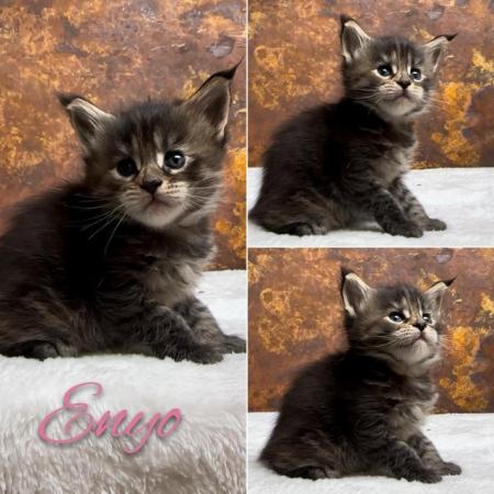 Image 6 of REDUCED, last girl XL GCCF Maine Coon kitten
