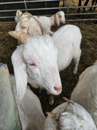 Image 3 of Entire Billy Goat for Sale