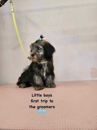 Image 7 of Shorkie silver shorkie boy only boy now available