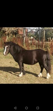 Image 2 of Beautiful little mare great kids pony