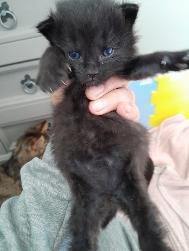 Preview of the first image of Beautiful black kittens.