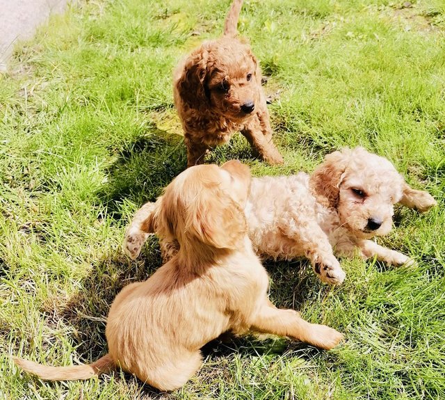 Preview of the first image of F1 COCKAPOO PUPPYS READY TO LEAVE.