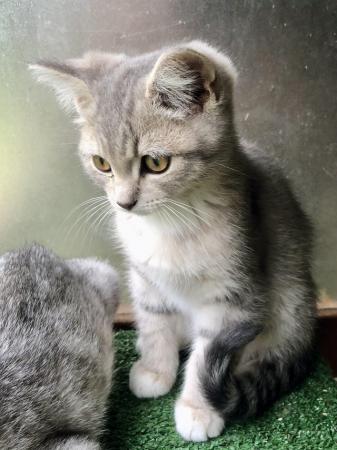 Image 10 of Ragdoll x Mainecoon x British Shorthair Silver Kittens