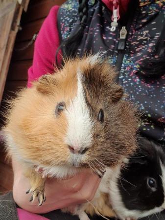 Image 2 of For adoption...Harry & Riley bonded male guinea pigs