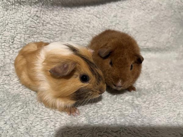 Image 2 of Male Guinea pigs for sale
