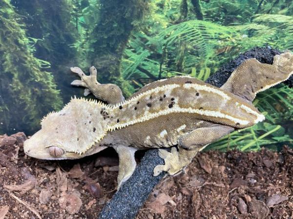 Image 4 of Adult female dalmation pinstripe crested gecko