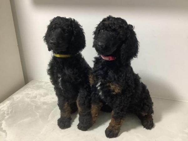 Image 5 of Unusual Dual-Colour Standard Poodle Puppies - Ready Now