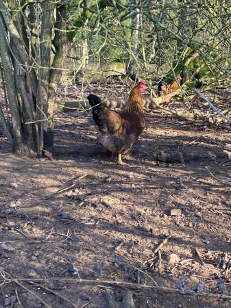 Image 2 of Welsummer hens x 4 coming into lay