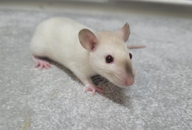 Image 4 of Baby straight hair and double rex male siamese rats