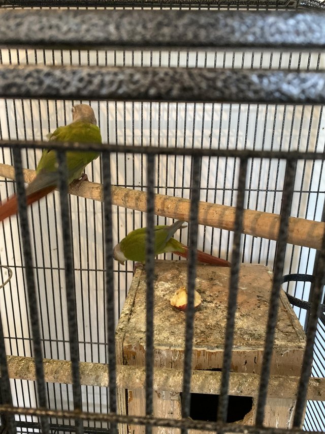 Preview of the first image of Breeding pair pineapple conures.