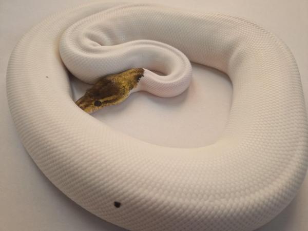 Image 4 of Pewter pied royal python male