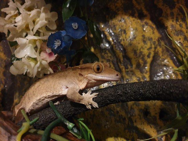 Preview of the first image of Adult male crested gecko looking for new home.