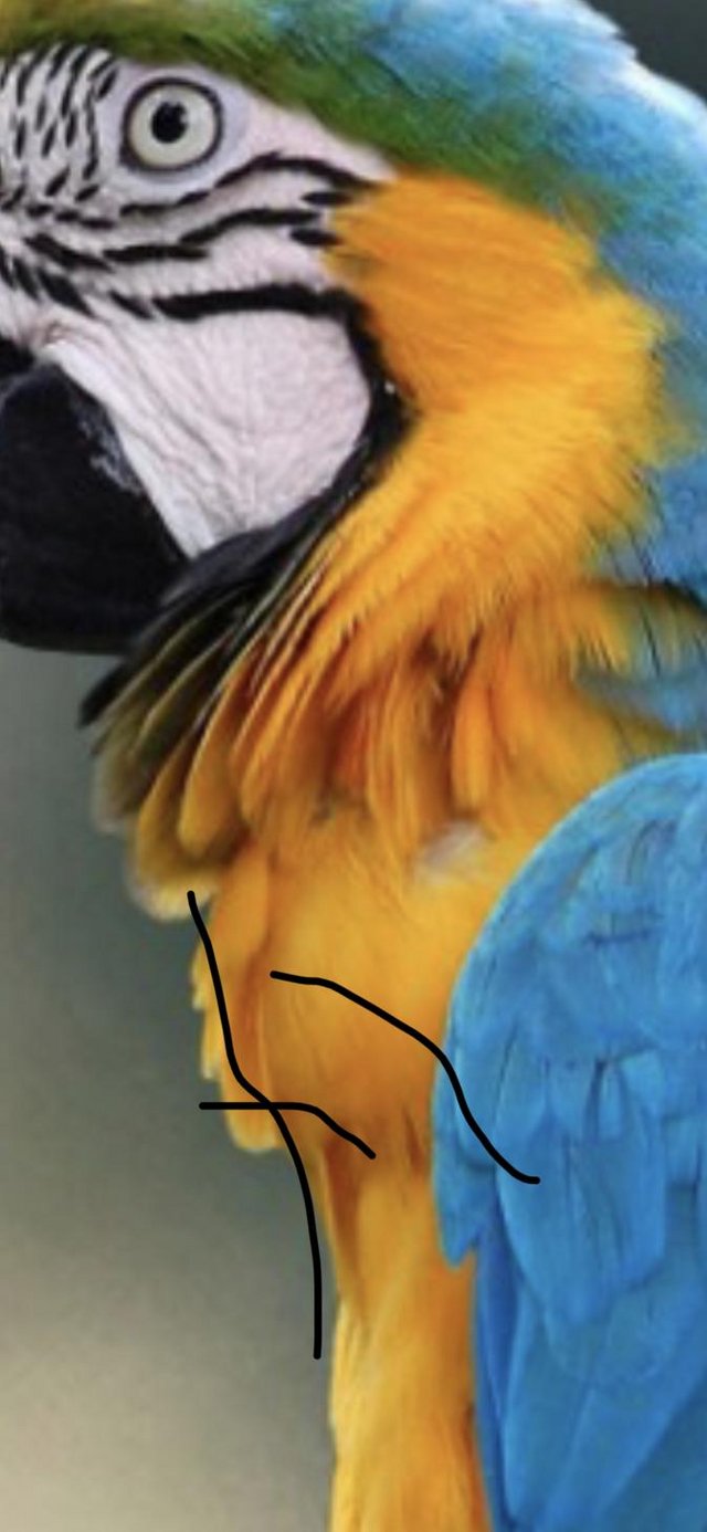 Preview of the first image of Offering permanent home  for a macaw.