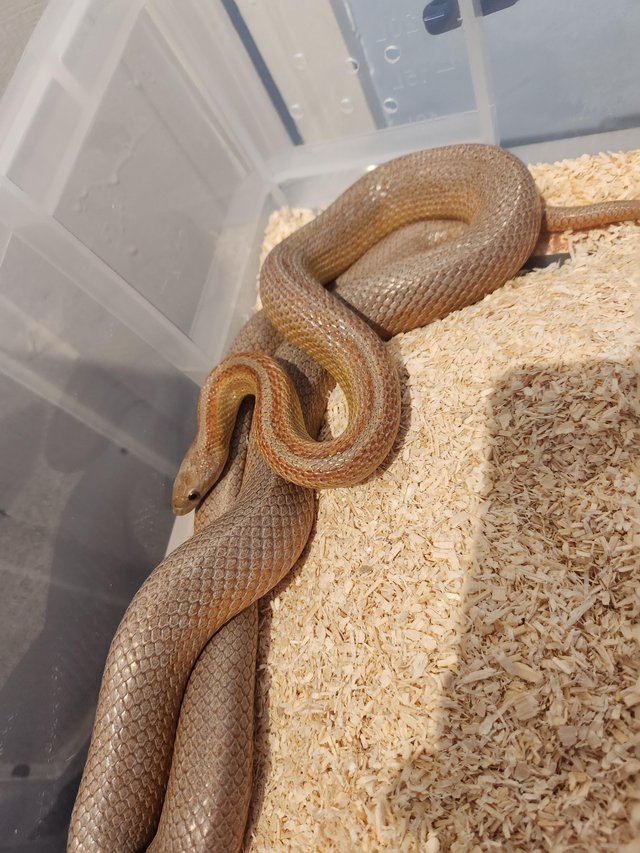 Preview of the first image of Corn snake for sale £60.