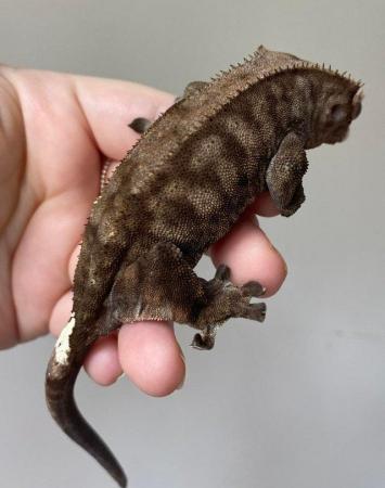 Image 2 of Frappuccino crested gecko baby