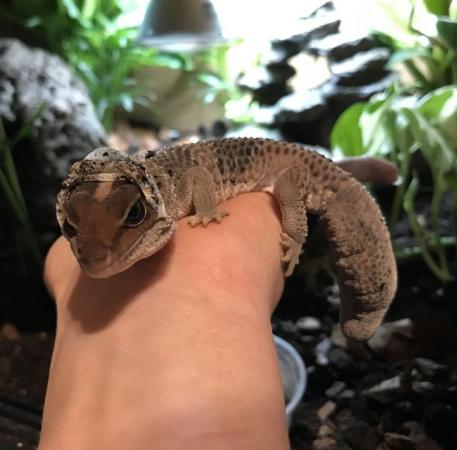 Image 5 of Unsexed Baby African Fat Tail Gecko for Sale