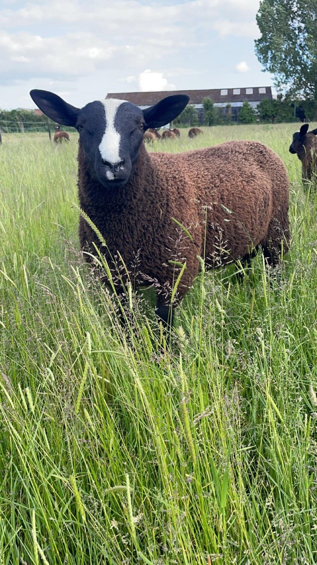 Preview of the first image of Pedigree zwartbles ram lamb mv accredited.