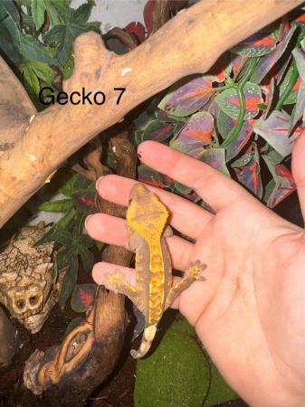 Image 2 of Crested Geckos for sale collection from Chingford.