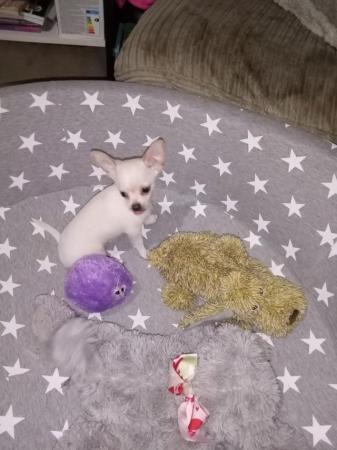Image 4 of very small chihuahua pups for sale  only 1 boy n 1 girl left