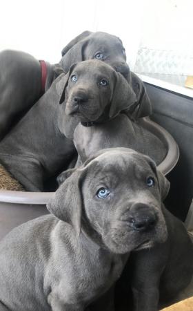 Image 6 of 2 GIRLS LEFT! 12 Solid Blue Great Dane Puppies