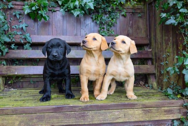 Preview of the first image of Black and yellow Labrador puppies.