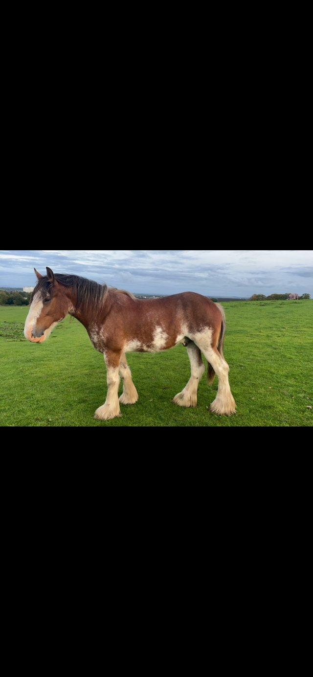 Preview of the first image of 17hh, 5year old Clydesdale gelding.