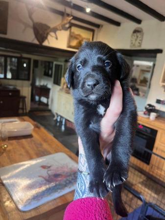 Image 4 of NOW ALL SOLD!!! Labrador cross border collie pups
