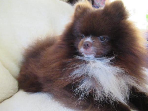 Image 15 of Pomeranian Lilac Chocolate Male looking for Forever Home