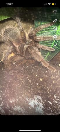 Image 4 of Salmon Pink Birdeater for sale - £20