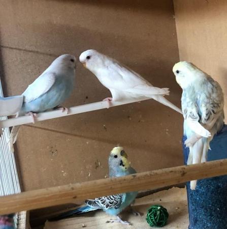 Image 6 of Young budgies looking for good homes