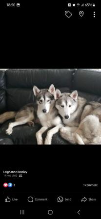 Image 2 of Storm and Chase the Siberian Huskies