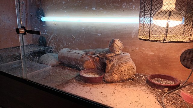 Image 2 of Twin set up with 2 Bearded Dragons