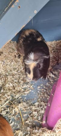 Image 3 of 6 month old guinea pigs, lovely brothers looking for new hom