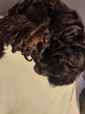 Image 6 of Last 1 left - Stunning KC DNA Tested Working Cocker Puppies