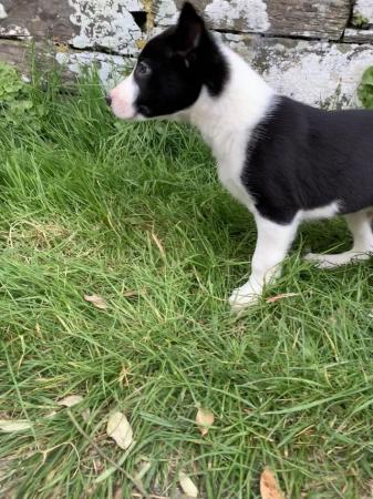 Image 7 of Handsome Male Collie Puppies