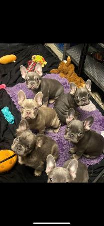 Image 3 of French bulldog puppies top quality lilac pink fluffy