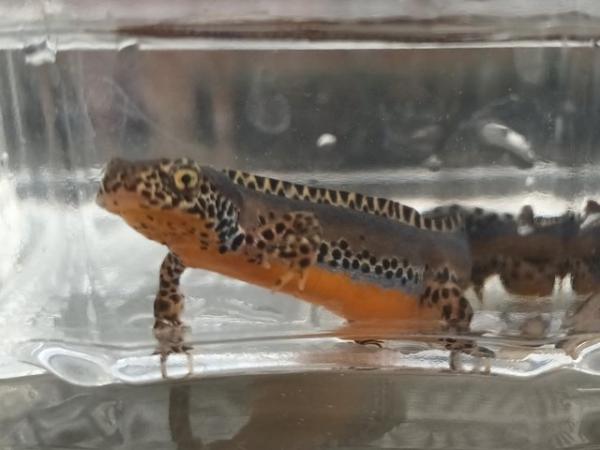 Image 1 of (SOLD) 3X ALPINE NEWTS (Apuanus) adults (SOLD)