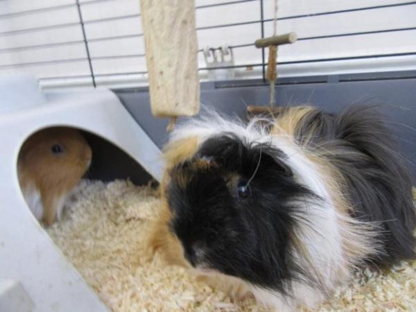 Image 5 of 2 male long haired guinea pigs looking for a new home