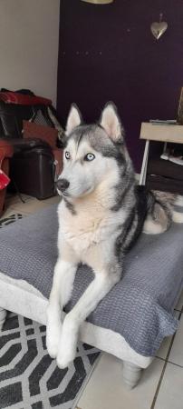Image 4 of 2 and a half-year old Male Siberian Husky