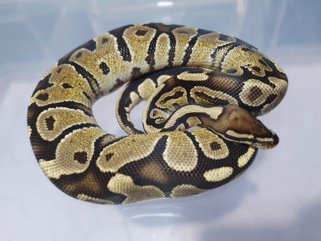 Preview of the first image of Fire poss het pied royal/ball python.